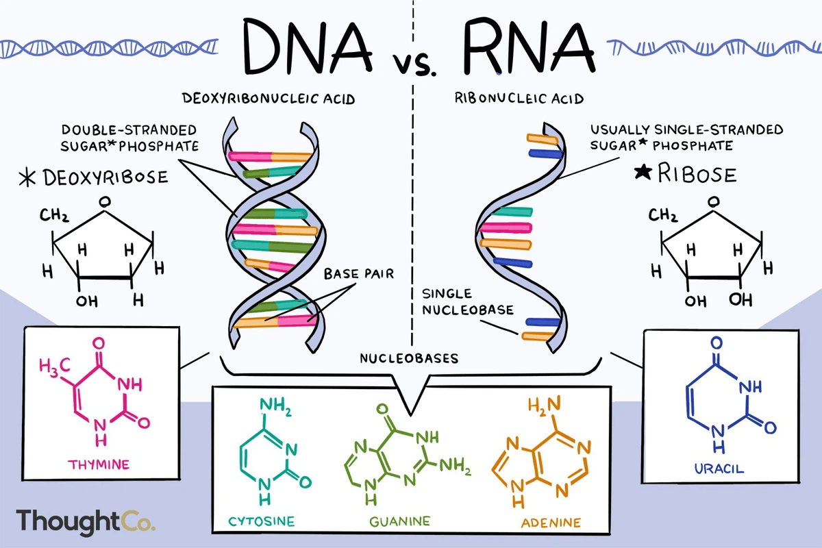 RNA 2 RNA 2