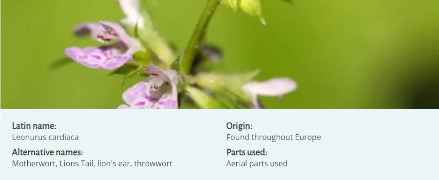 motherwort extract powder motherwort extract powder