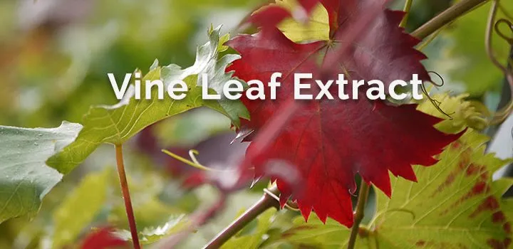 red vine leaf extract2 red vine leaf extract2