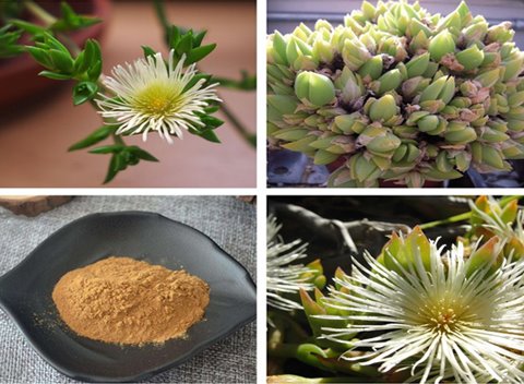 Kanna Powder