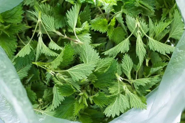 stinging nettle tea