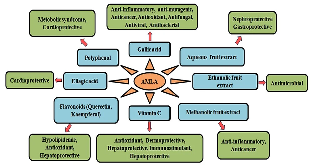 amla extract powder